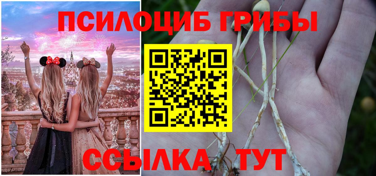 Псилоцибиновые грибы Psilocybe Воркута